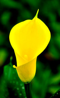Yellow Calla Lily