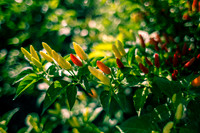 Capsicum Frutescens Tabasco