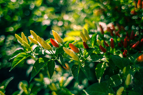 Capsicum Frutescens Tabasco