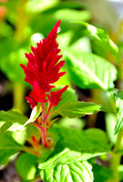 Celosia