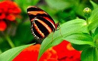 Wings of Fancy