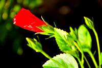 Hibiscus