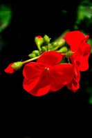 Geranium