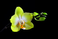 Yellow Phalaenopsis