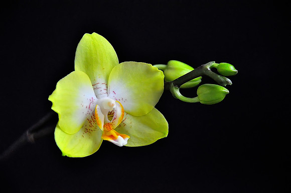 Yellow Phalaenopsis