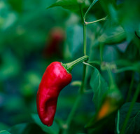 Capsicum Annuum Cayenne
